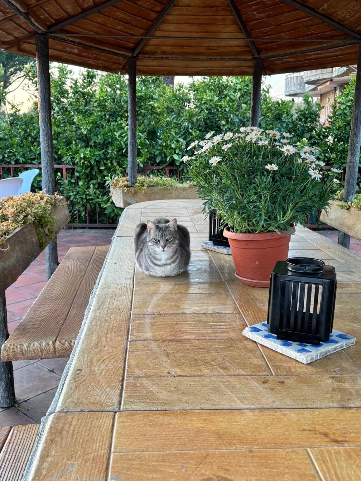 B&B Ioli Vesuvio Эрколано Экстерьер фото